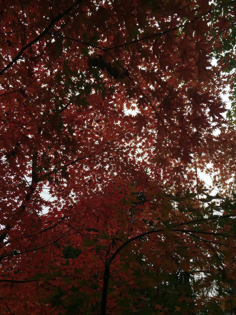 紅葉がとても綺麗ですねぇ。